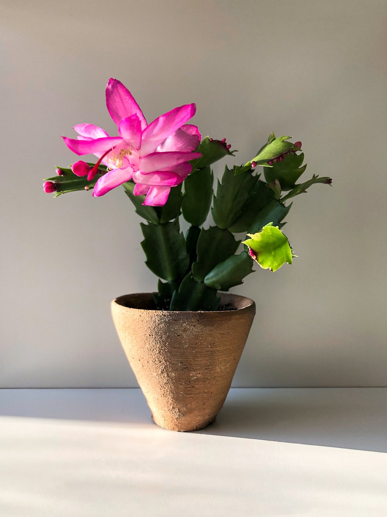 Christmas Cactus Pink, Zygo Cactus, Zygocactus, Schlumbergera truncata, Pink Flower, Succulent, Flowering Succulent, Pink Plant, Rare Plant image 7