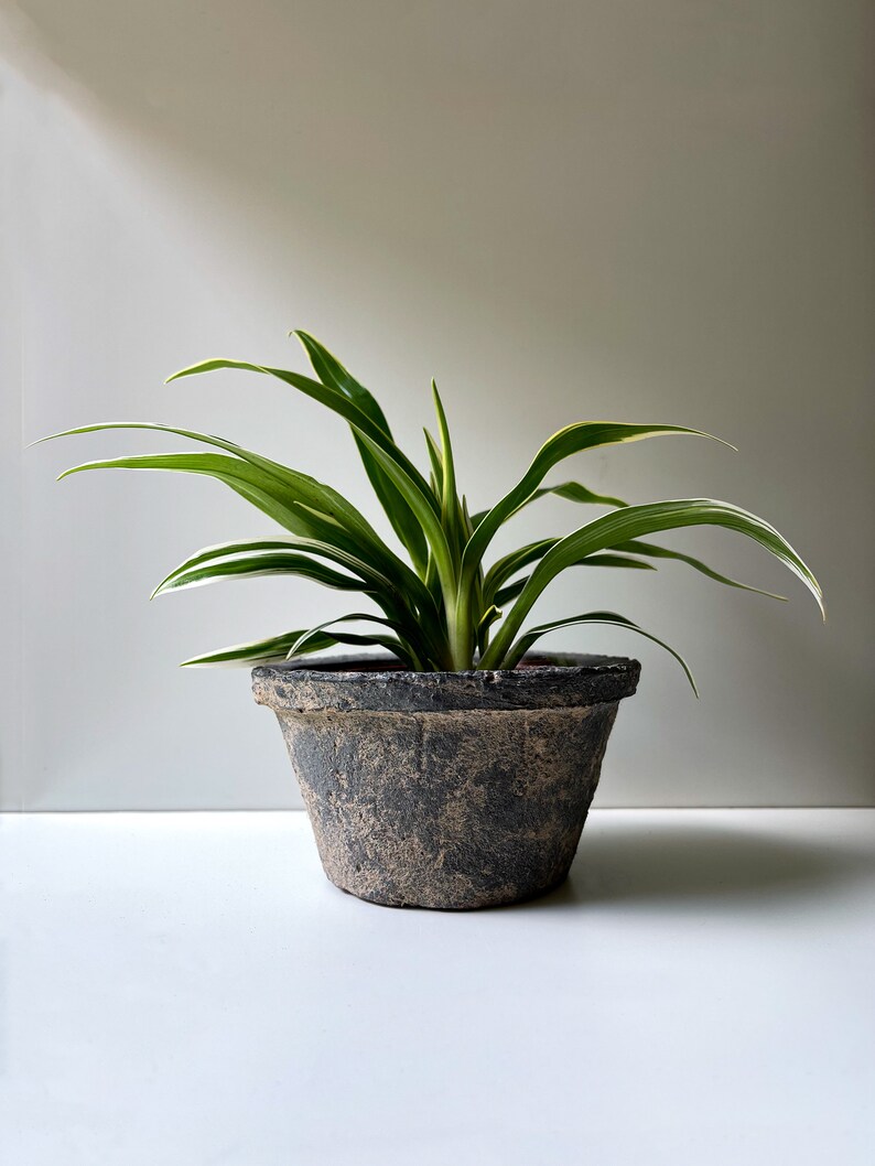 Chlorophytum bichetii, Bichetii Grass, Saint Bernard's Lily, Plant Fully Rooted in 2.5 Pot, Cascading Plant, Air Purifying Plant, Non Toxic image 4