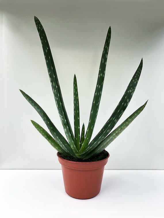 Aloe Vera Plant Succulent Plant Medicinal Plant Air Etsy