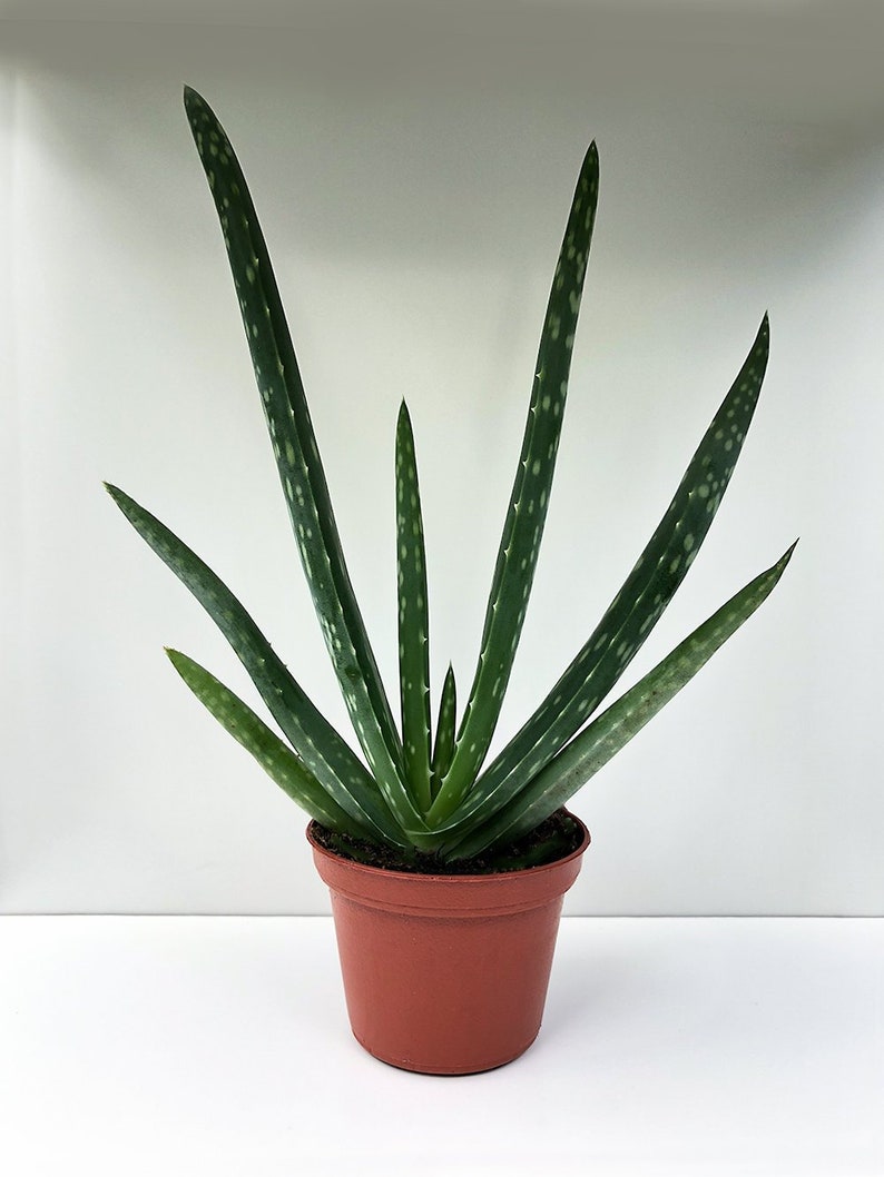 Aloe vera Plant, Succulent Plant, Medicinal Plant, Air Purifying, Air Cleaning, Herb, Wound Plant, Easy Care Plant, Bright Light Plant image 1