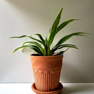 Chlorophytum bichetii, Bichetii Grass, Saint Bernard's Lily, Plant Fully Rooted in 2.5 Pot, Cascading Plant, Air Purifying Plant, Non Toxic image 7