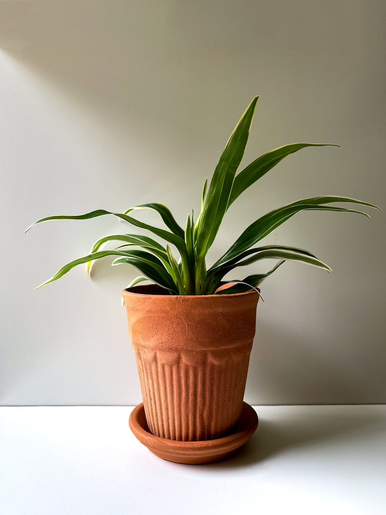 Chlorophytum bichetii, Bichetii Grass, Saint Bernard's Lily, Plant Fully Rooted in 2.5 Pot, Cascading Plant, Air Purifying Plant, Non Toxic image 7