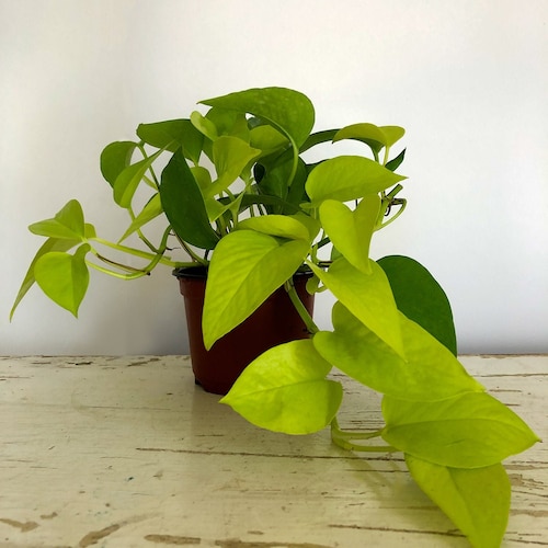 monstera adansonii laniata Monstera laniata