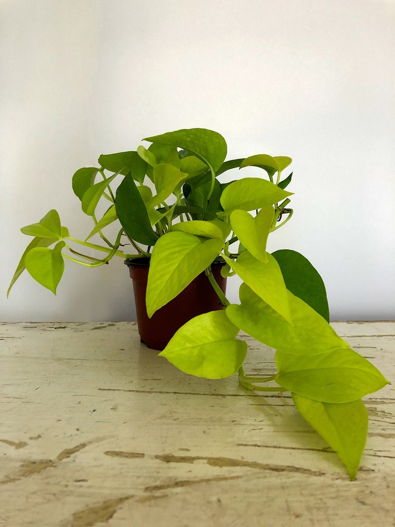 Neon Pothos Epipremnum aureum Pothos Trailing plant Etsy