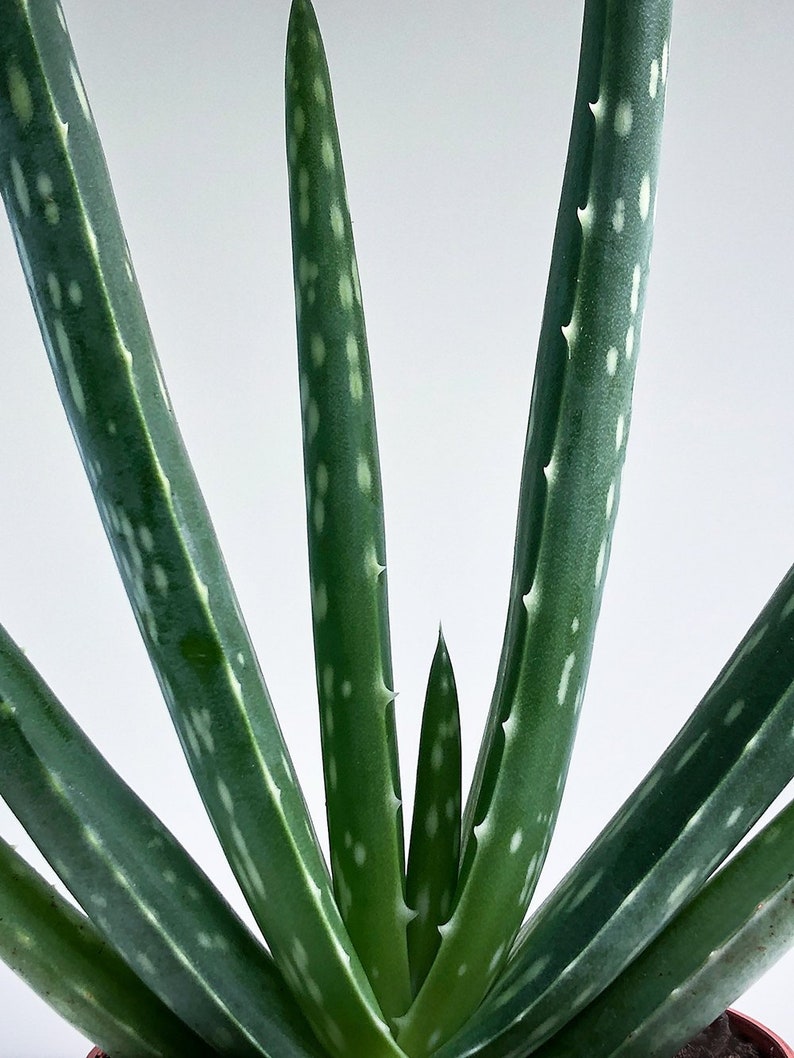Aloe vera Plant, Succulent Plant, Medicinal Plant, Air Purifying, Air Cleaning, Herb, Wound Plant, Easy Care Plant, Bright Light Plant image 6