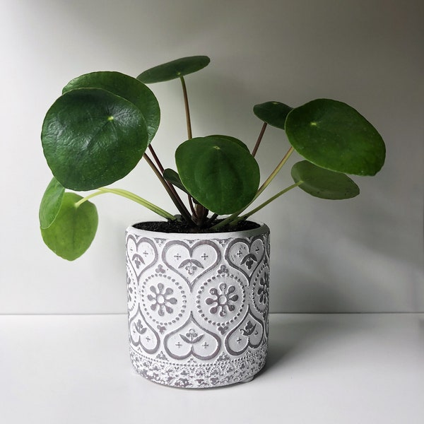 Pilea peperomioides Gift, Assorted Styles and Colors, 2.5" Pilea peperomioides Plant, Chinese Money Plant, Rare Plant, Houseplant, Live