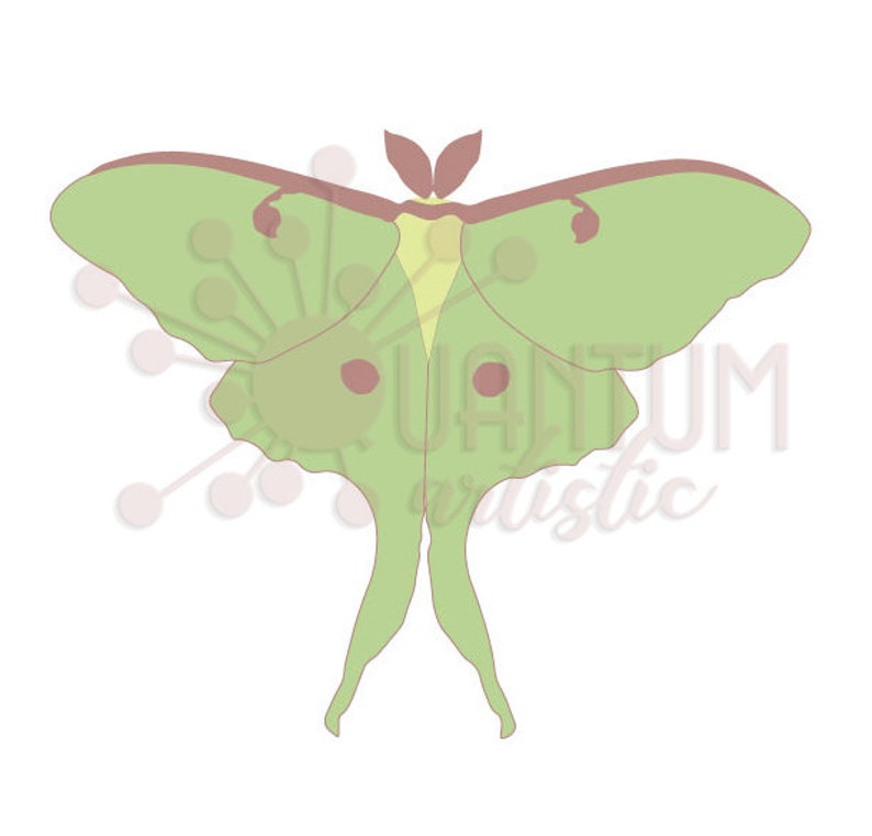 Quilled Luna Moth Video Tutorial Quilling Pattern image 4