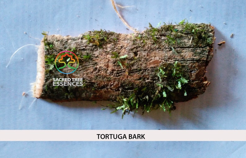 TORTUGA ESSENCE Amazonian Shamanic Sacred master plant remedy Handmade by a Shaman in the Peruvian Jungle. image 4