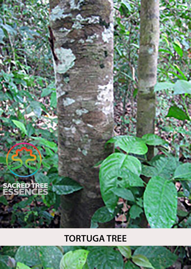 TORTUGA ESSENCE Amazonian Shamanic Sacred master plant remedy Handmade by a Shaman in the Peruvian Jungle. image 3