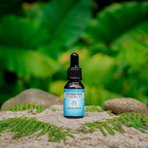 ESENCIA DE CAMALONGA - Remedio chamánico sagrado a base de plantas maestras - Elaborado artesanalmente por un chamán en la selva peruana.