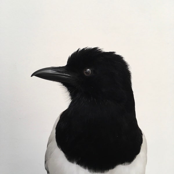 Beautiful taxidermy magpie