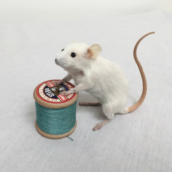 Ethel mouse - taxidermy mouse