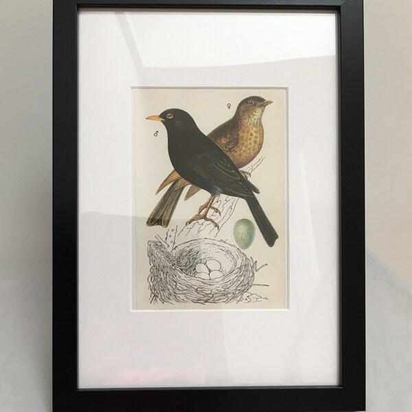 ON SALE Vintage bird print, animal illustration