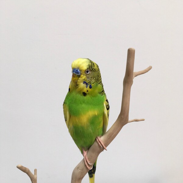 Beautiful taxidermy budgie