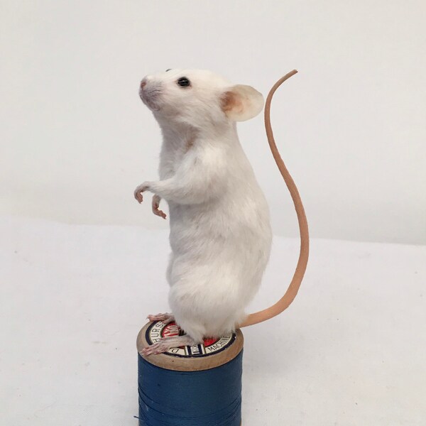 Whiskey mouse - taxidermy mouse
