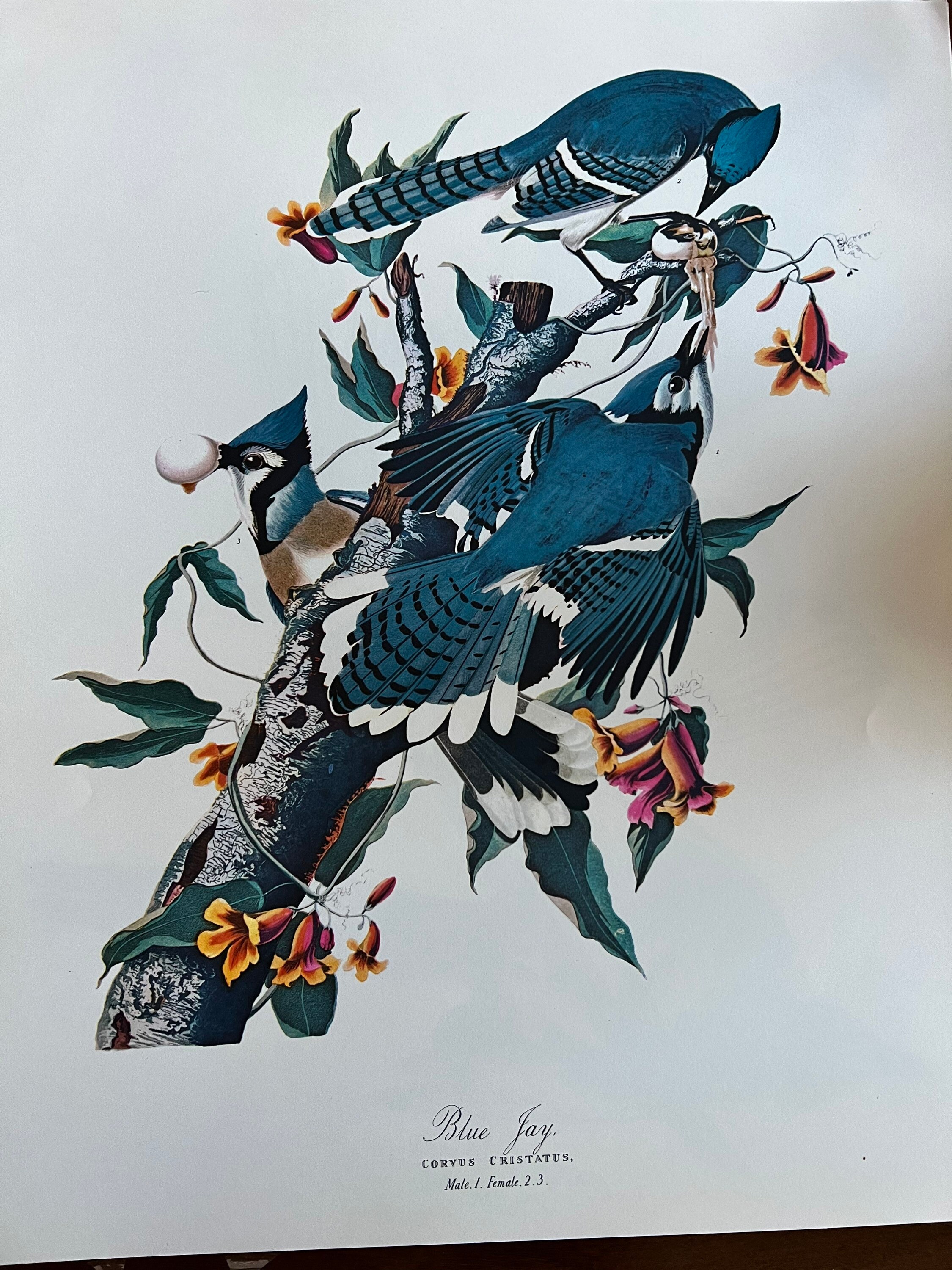 【リトグラフ】オーデュボン「アメリカの鳥類」NO.13 PL.64 単葉 初版 オーデュボン 『アメリカの鳥』 手彩色石版画 No.18,Plate 89