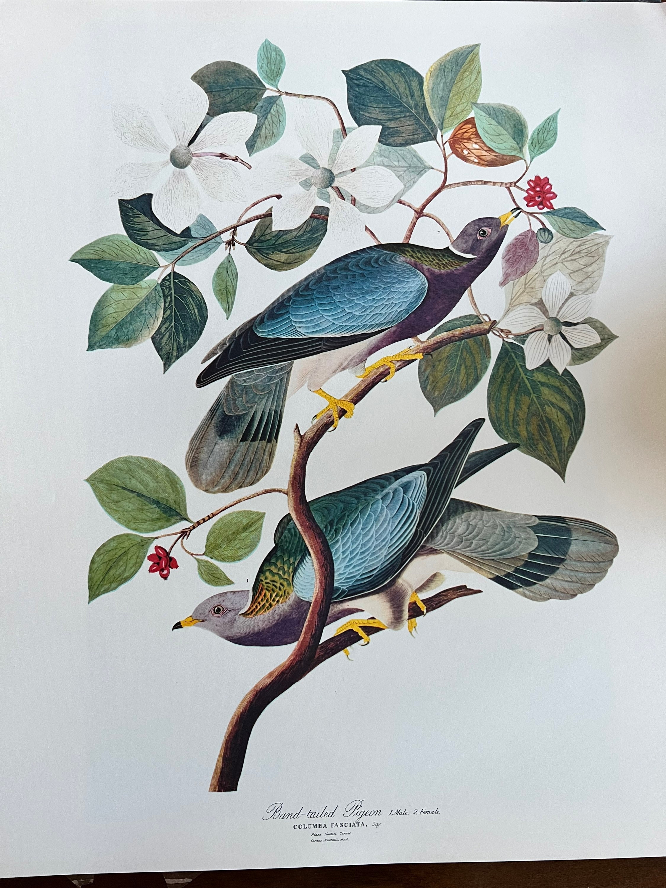 1964 the Audubon Folio 25 Bird Prints in Fantastic Condition