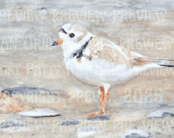 Piping Plover 9x12 Original Watercolor Painting Unframed