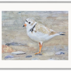 Piping Plover 9x12 Original Watercolor Painting Framed or Unframed