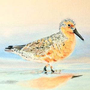 Red Knot Sandpiper Wading on the shoreline shorebird print