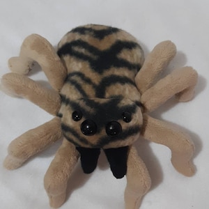 Jumping Spider/Spider/Arachnid/Tiger Stripes