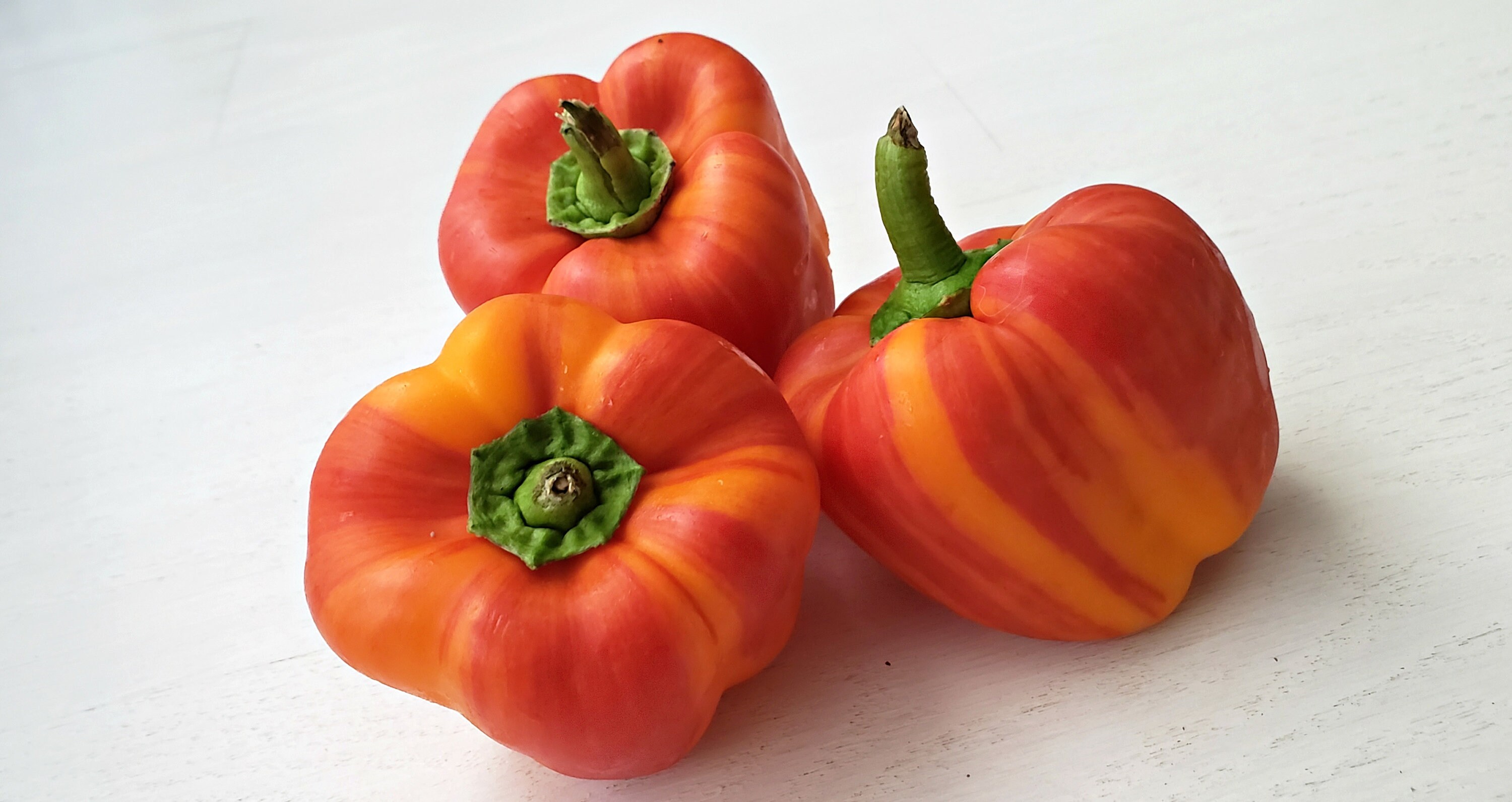 Striped Holland Bell Pepper FLAME PEPPER Seeds Enjoya Etsy