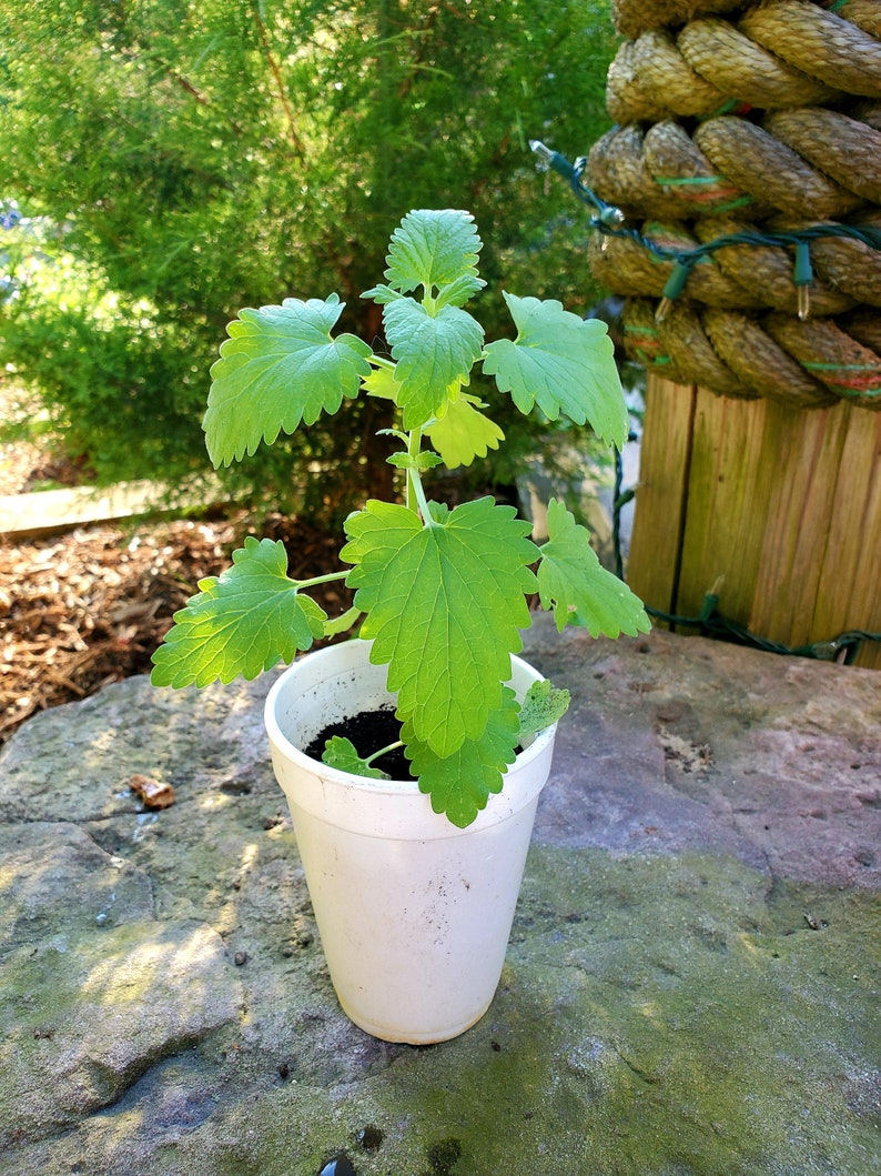 1 LIVE Nepeta Cateria CATNIP plant. Treat for cats Please