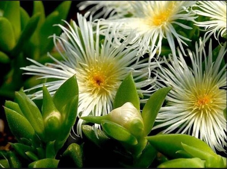 Sceletium Tortuosum Kanna Seeds Etsy