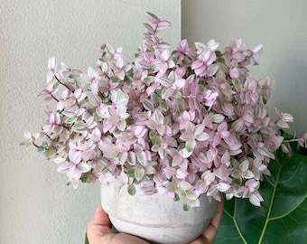 Pink Panther tradescantia, Pink Lady Sedum, Callisia repens, Variegated turtle vines, pink panther plants, bolivian jewel, pink rare plant