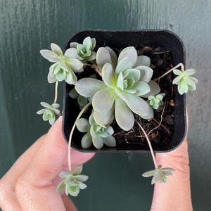 Chinese Dunce Cap Succulent, Orostachys iwarenge Succulent,  Rare succulent starter plant, Rare sedum starter plant