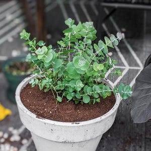 Silver drop eucalyptus seeds - Etsy 日本