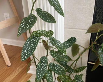 Begonia Nagareboshi (Preorden), corte raro de maculata wightii, planta iniciadora de alas de ángel, plantas de lunares plateados