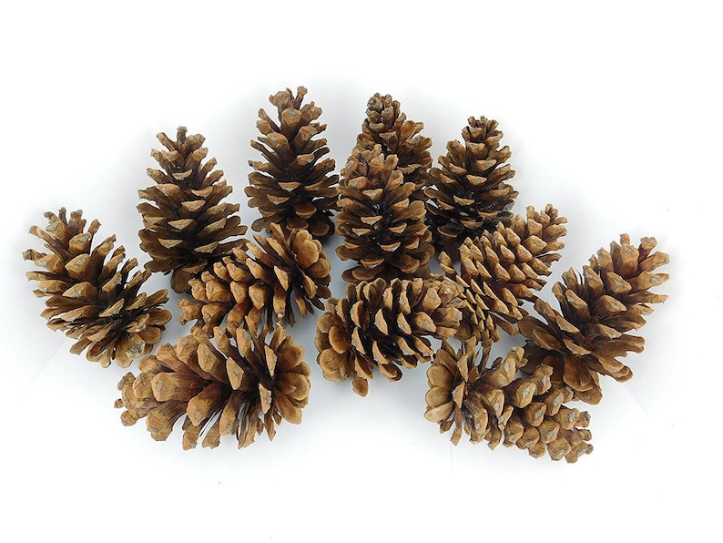 12 Ponderosa Decorative 3-5 Pine Cones UNSCENTED Fall Winter Holiday Home Decor Vase Bowl Filler Displays Crafts