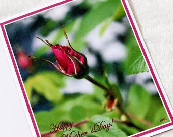 Happy Mother's Day card with rose bud