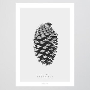 Poster mural / Pine cone No. 2 / Strobilus, black and white, living room decoration, housewarming gift, art print, as a gift