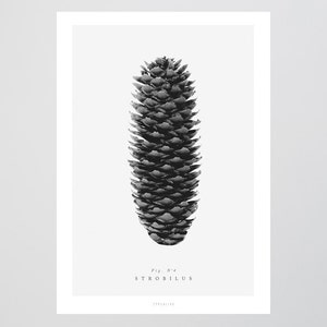 Poster mural / Pine cone No. 4 / Strobilus, black and white, living room decoration, housewarming gift, art print, as a gift