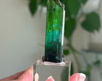 2.4” Bi-Color Green / Teal Tourmaline with Lepidolite at the base - Heart Chakra - Forgiveness  - Santa Rose Mine, Minas Gerais