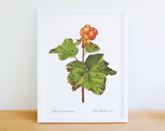 Cloudberry Fruit Branch 8x10 Archival Print