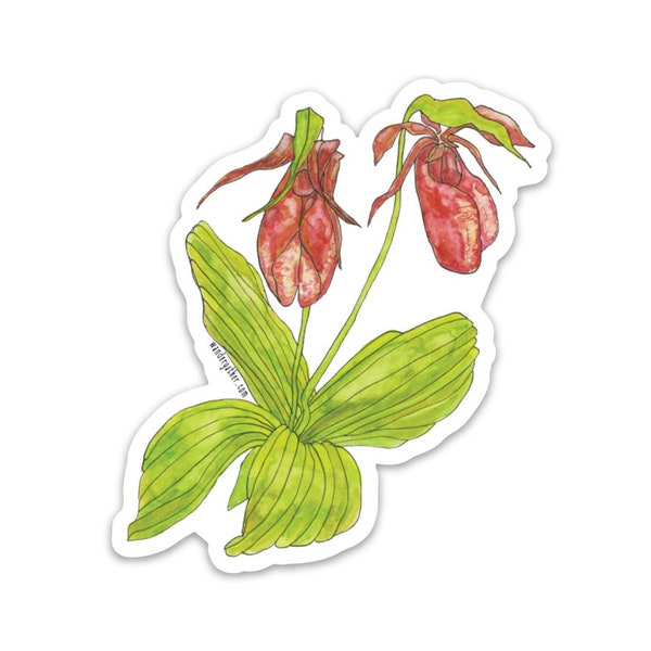 Pink Lady Slipper Spring Wildflower Native Plant Waterproof Vinyl Sticker, Watercolor Botanical Illustration