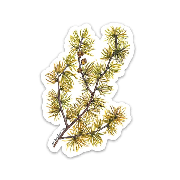 Tamarack Larch Native Plant Waterproof Vinyl Sticker, Watercolor Botanical Illustration