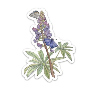 Peut inclure: Une illustration &agrave; l'aquarelle d'une fleur de lupin violette avec deux papillons perch&eacute;s dessus. Le lupin a des feuilles vertes et une longue tige. Les papillons sont bleus et blancs.