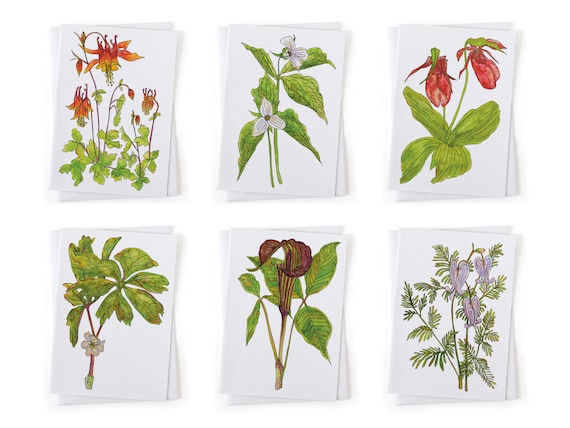 NEW: Set of 6 Spring Ephemeral Wildflower Botanical Illustration Cards, Native Plants, Sustainably Printed Recycled Stationery