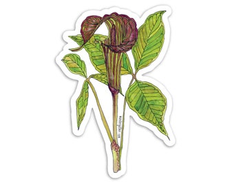 Jack in the Pulpit Wildflower Flower Plant Vinyl Sticker, Botanical Watercolor Illustration