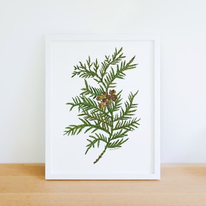 Eastern White Cedar Tree Winter Native Plant 8x10 Archival  Print