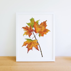 May include: Watercolor painting of a branch with three maple leaves. The leaves are orange, yellow, and green. The painting is on white paper and is framed in a white frame.
