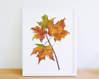 Sugar Maple Tree Autumn Native Plant Branch 8x10 Archival Giclee Print