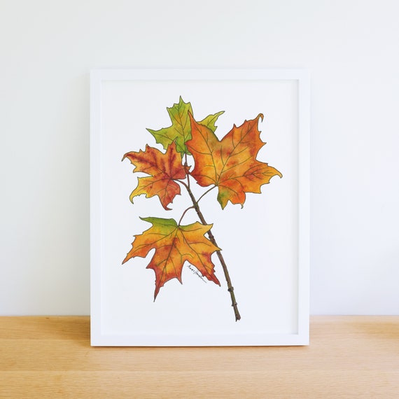 Sugar Maple Tree Autumn Native Plant Branch 8x10 Archival Giclee Print