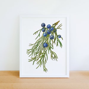 May include: A watercolor painting of a juniper branch with blue berries and green leaves.