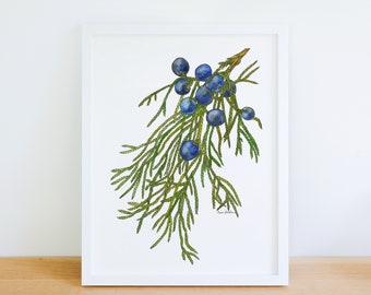 Juniper Evergreen Tree Winter Native Plant 8x10 Archival Print