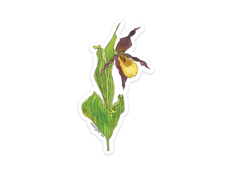 Yellow Lady Slipper Wildflower Native Plant Waterproof Vinyl Sticker, Watercolor Botanical Illustration image 1